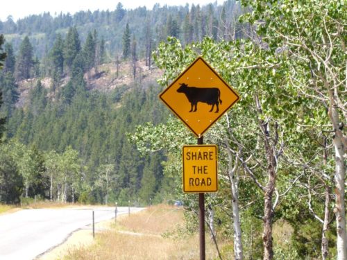 Share the Road with Cows
