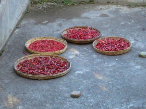 drying-peppers