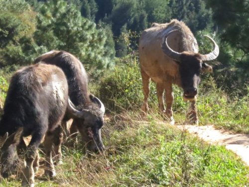 water-buffalo